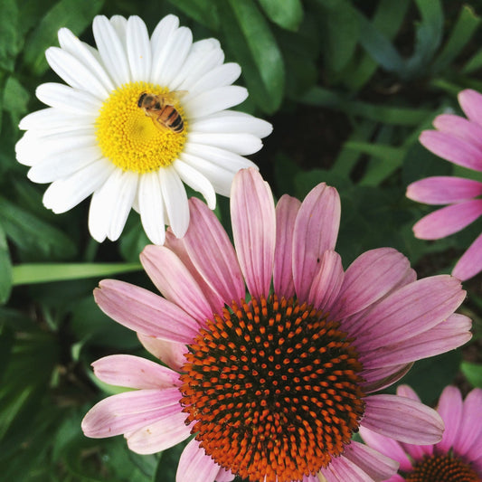 Secrets I Learned from Bees