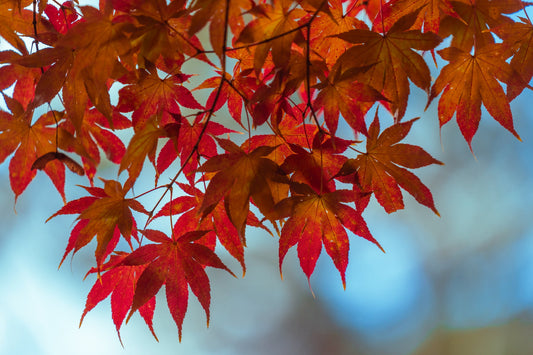 Fall Bucket List Favorites