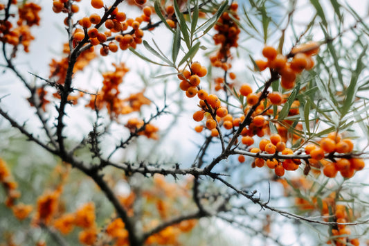 Our Ingredients: All About Sea Buckthorn Oil