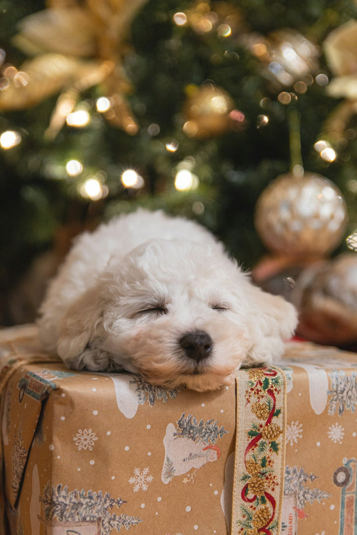 Dog on top of a present in front of a Christmas tree