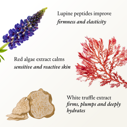 An informational graphic on skincare ingredients with three botanical illustrations and text: a purple lupin flower at top left, red algae extract at center right, and white truffle slices at bottom right, each with a descriptive claim on improving firmness, elasticity, sensitivity, and hydration.