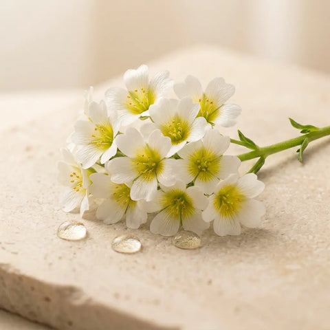Meadowfoam